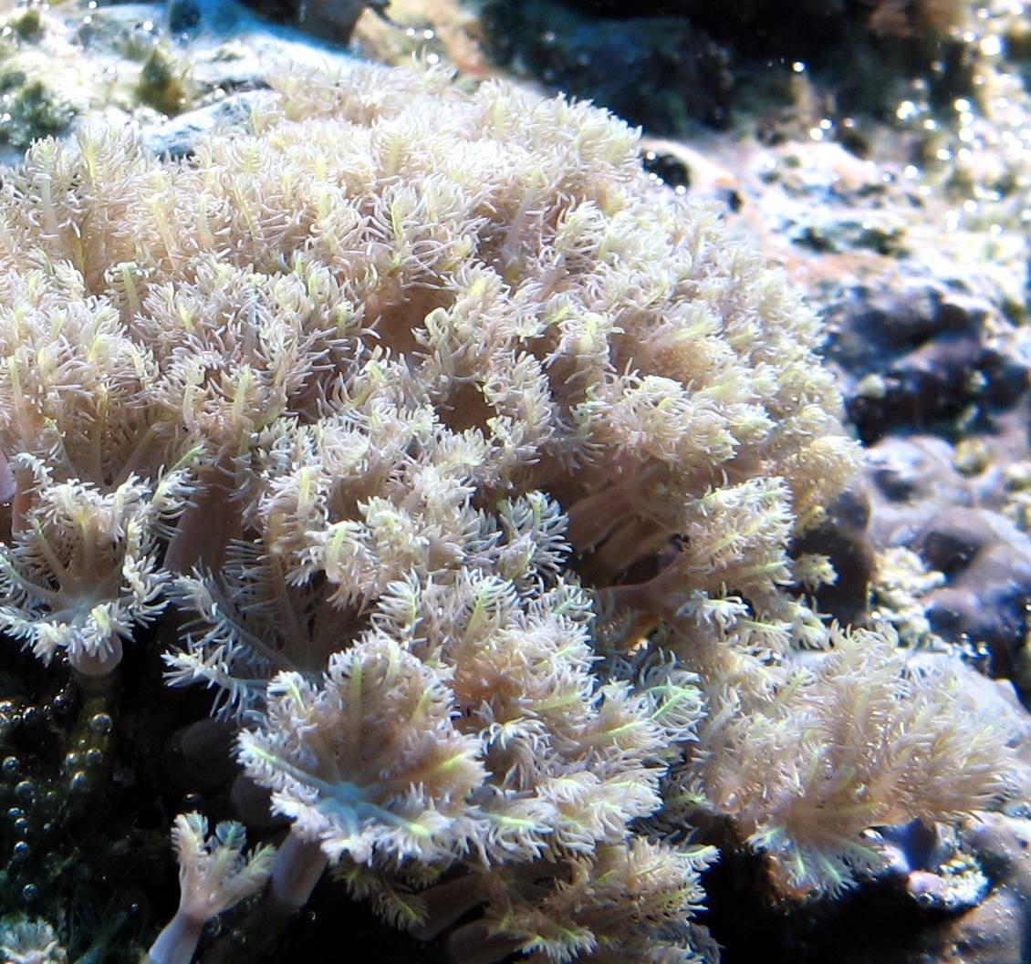 Представитель Семейства Cornulariidae